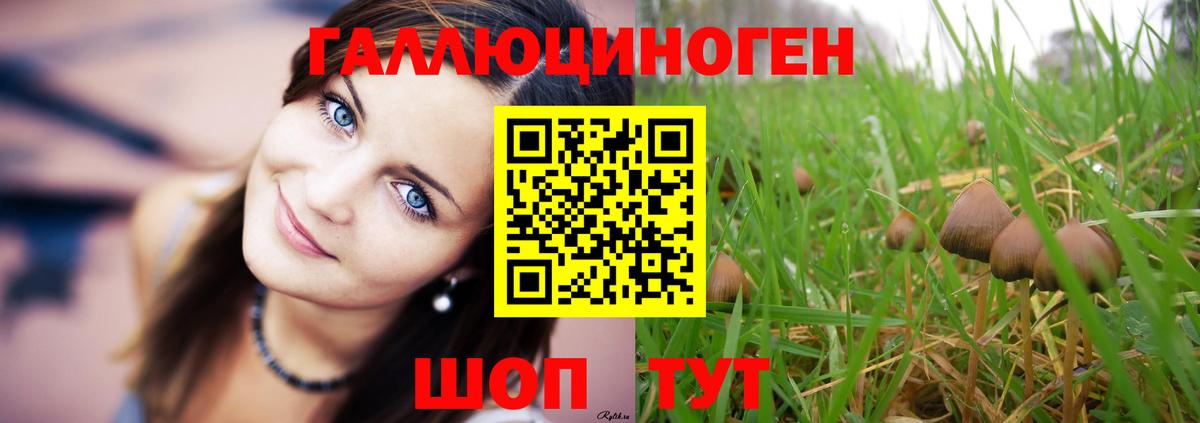 Галлюциногенные грибы Psilocybe Заинск